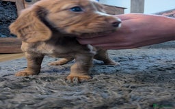 Cocker Spaniel dogs for sale: Golden cocker spaniel - Image 6