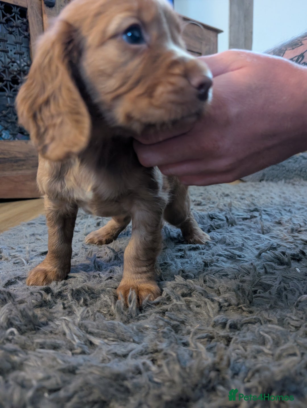 Cocker Spaniel dogs for sale: Golden cocker spaniel - Image 6