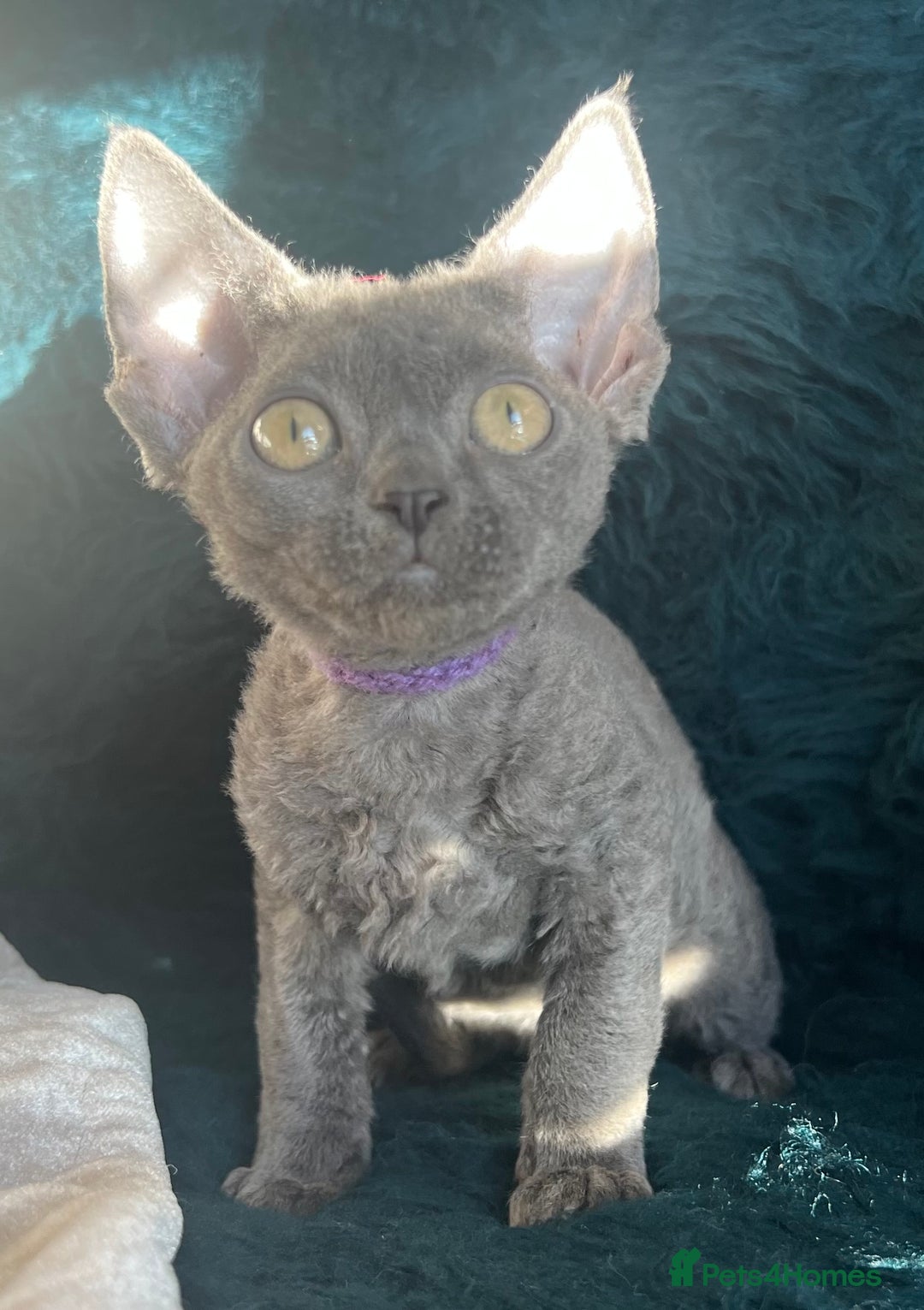 Devon Rex cats for sale: Devon Rex kittens  - Advert 17