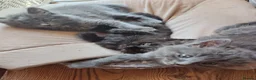 Mixed Breed cats for sale: 4 Fluffy domestic longhair kittens in Maidenhead - Advert 5