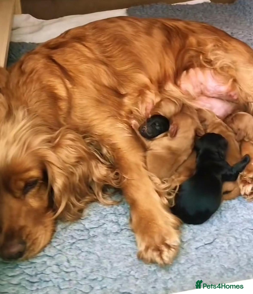 Cockapoo dogs for sale: Cockapoo puppies for sale  - Advert 11