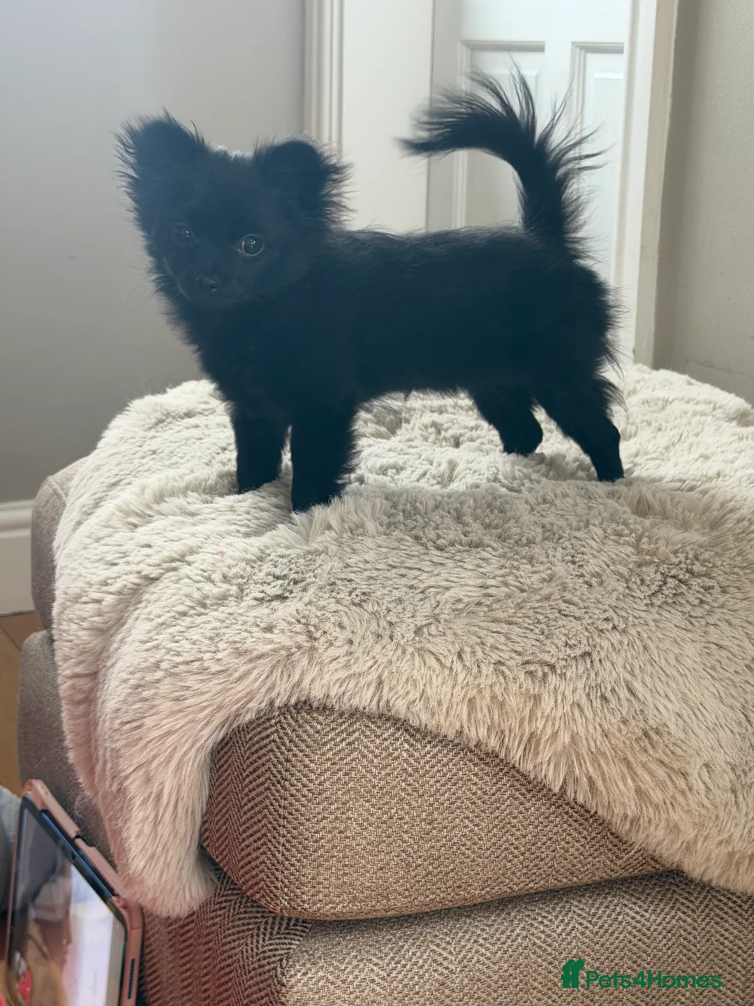 Pomchi dogs for sale: Pomchi black girl  in Bishop Auckland - Advert 5