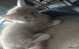 Maine Coon cats for sale: Beautiful  Girl - Image 3