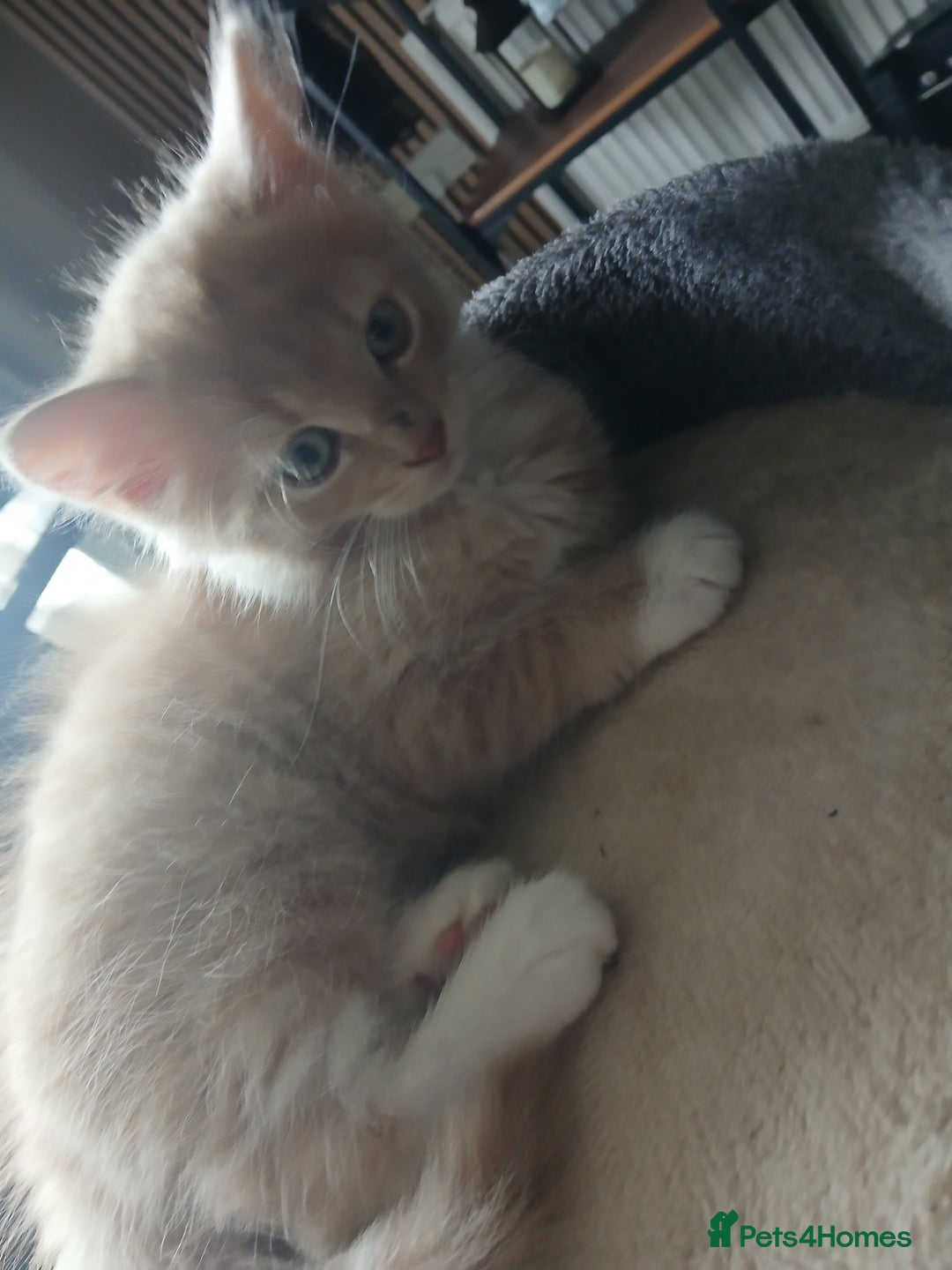 Maine Coon cats for sale: Beautiful  Girl - Image 3
