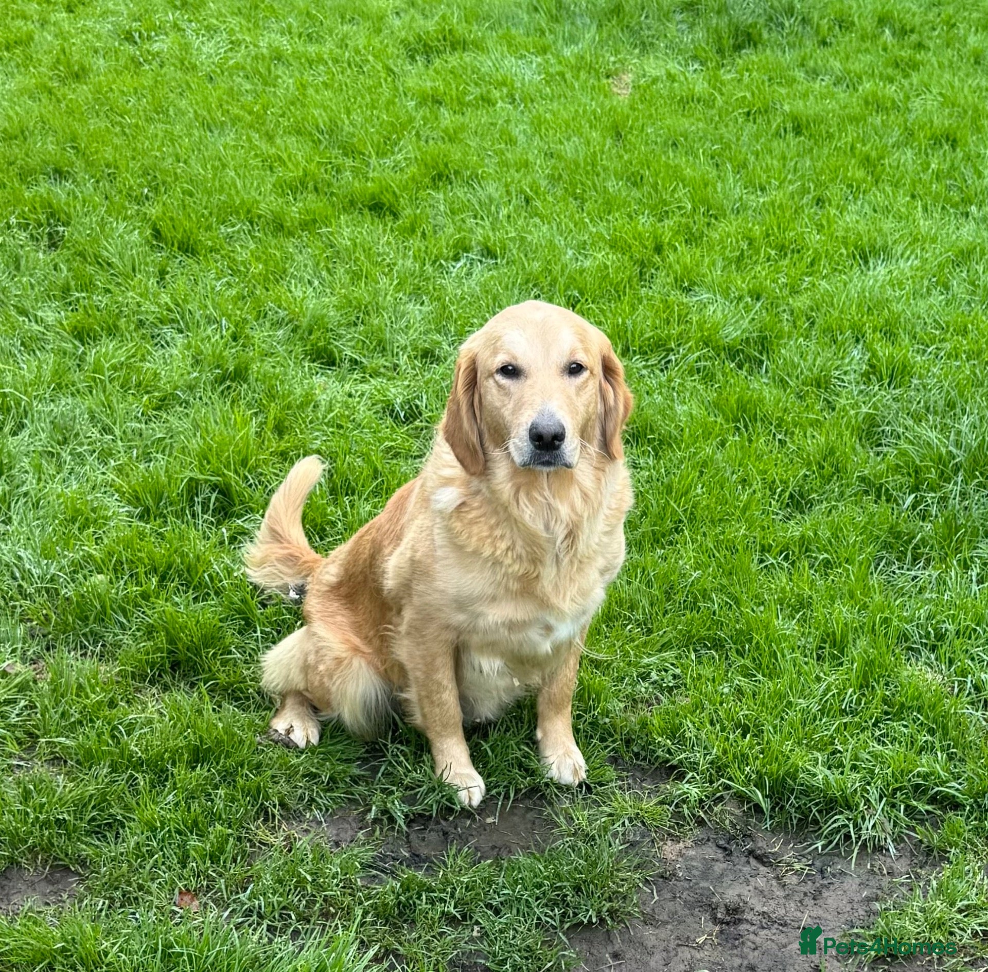 Mixed Breed dogs Beautiful Retriever puppies  - Advert 1