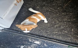 Jack Russell dogs for sale: Last jack russell  - Image 2