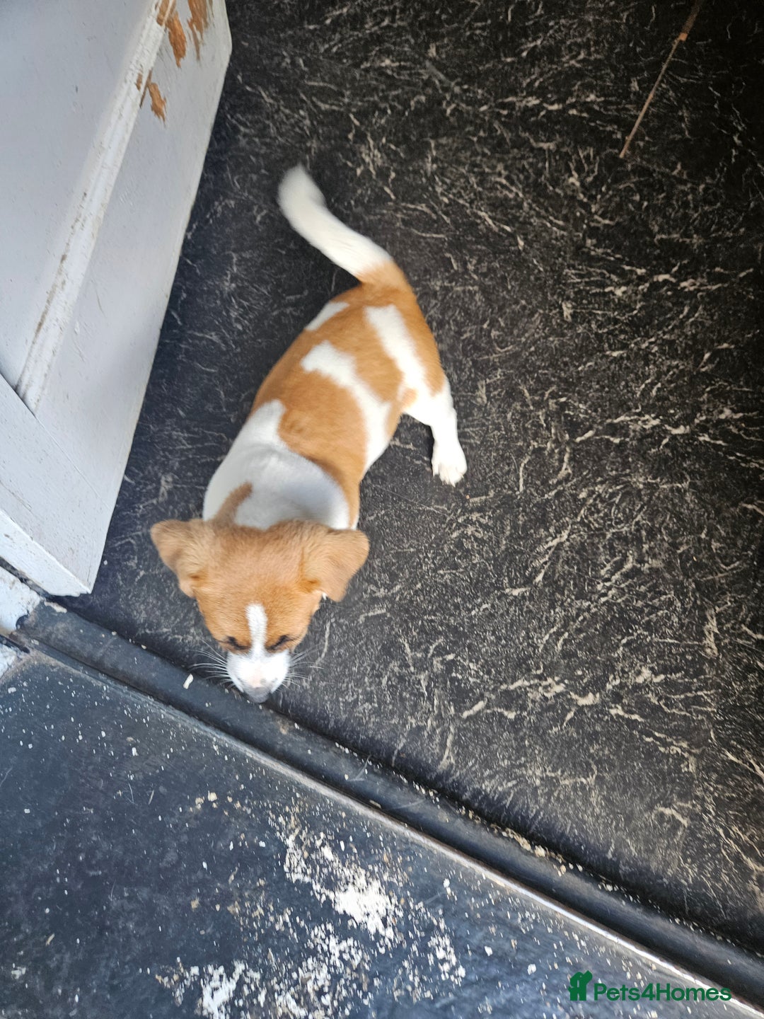 Jack Russell dogs for sale: Last jack russell  - Image 2