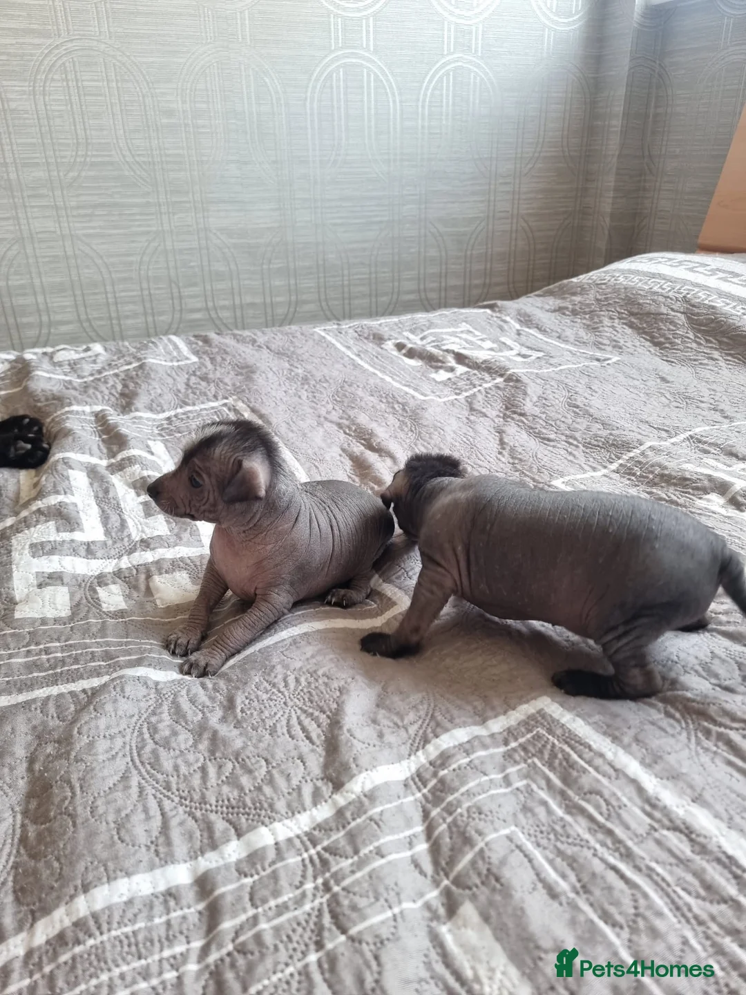 Mexican Hairless dogs for sale: Mexican hairless mini girls - Advert 10