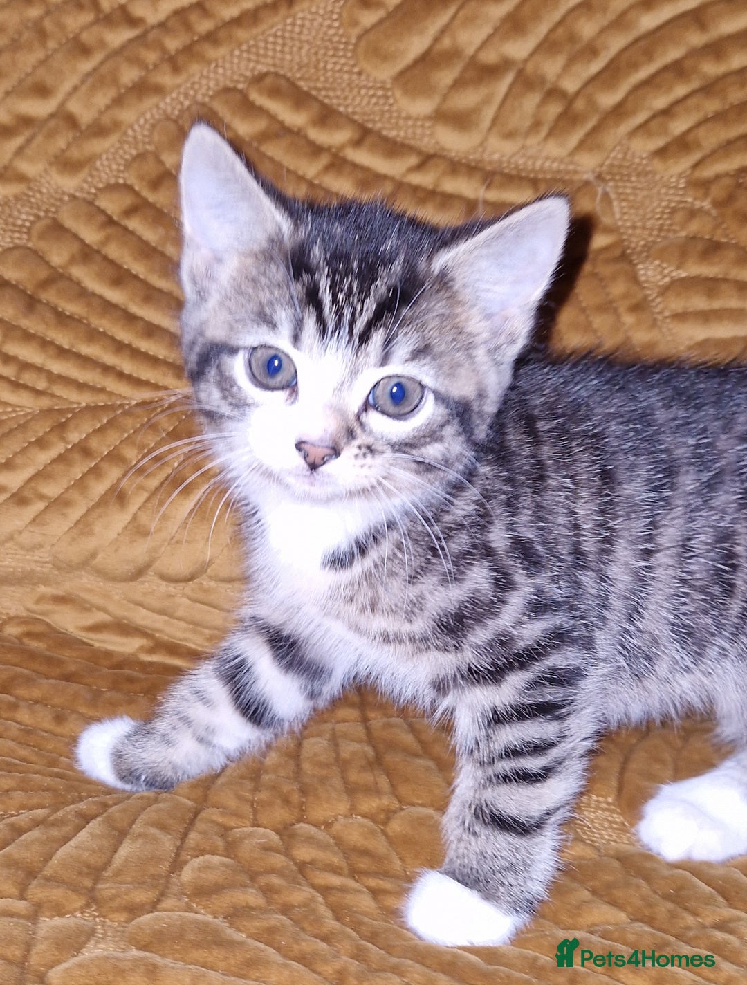 Domestic Shorthair cats for sale: Adorable Kittens Ready for Their Forever Homes - Advert 8