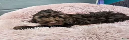 Cockapoo dogs for sale: Generation cockerpoo puppies ready now  - Advert 11