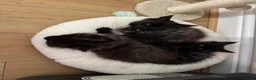 Maine Coon cats for sale: **TICA registered Black Maine Coon Kittens** - Advert 10