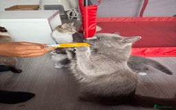 British Shorthair cats for sale: Last one left grey and white female  - Image 28