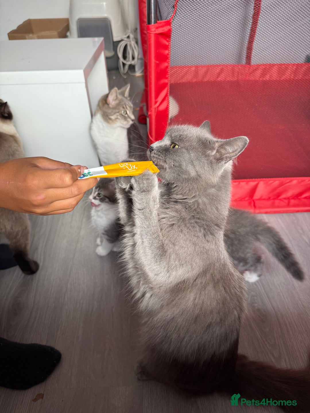 British Shorthair cats for sale: Last one left grey and white female  - Image 28