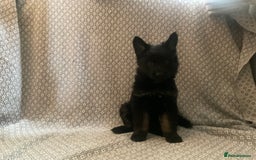 German Shepherd dogs for sale: Czech German Shepherd KC Registered puppies - Image 17