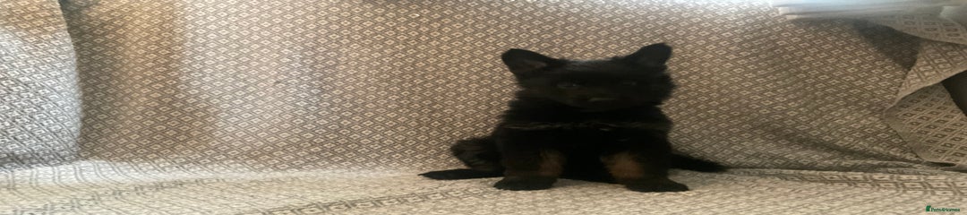 German Shepherd Puppy 1