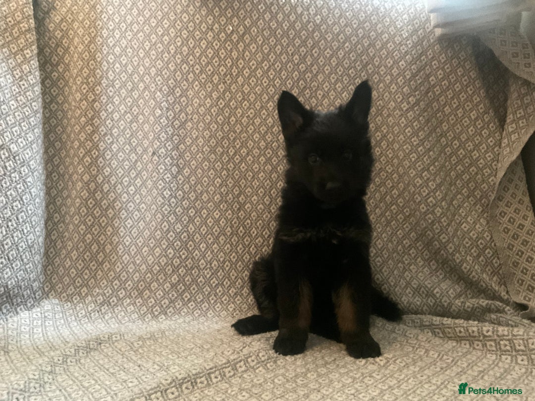 German Shepherd dogs for sale: Czech German Shepherd KC Registered puppies - Image 17