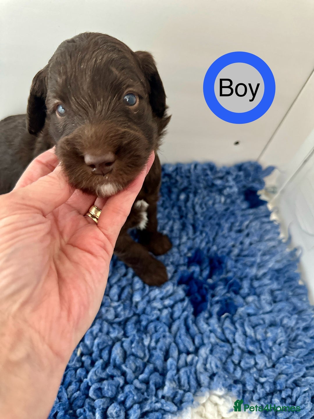Goldendoodle dogs for sale: Standard Golden Sheepadoodle puppies - Image 10