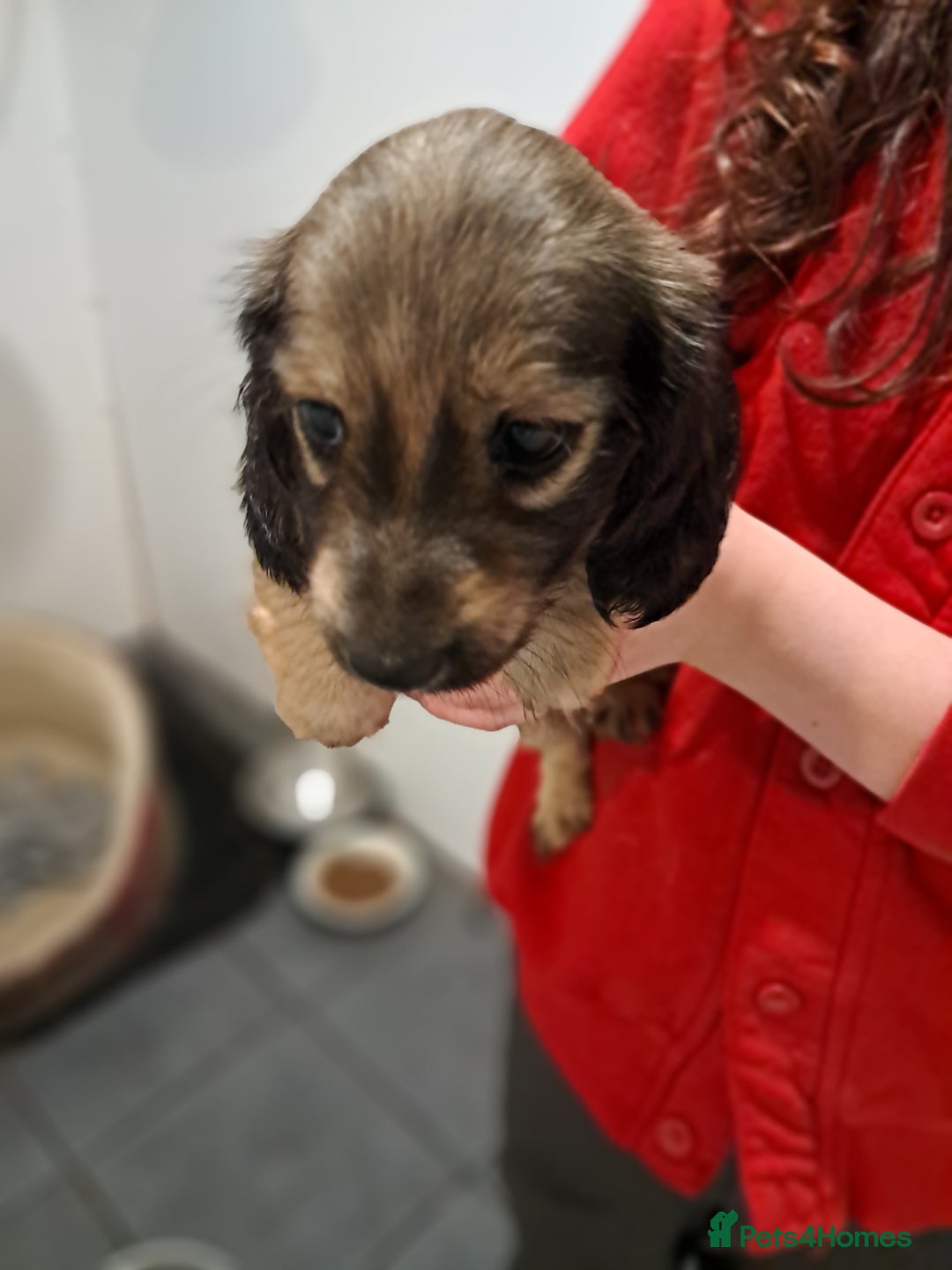 Miniature Dachshund dogs for sale: Minature long haired daschunds  - Advert 9