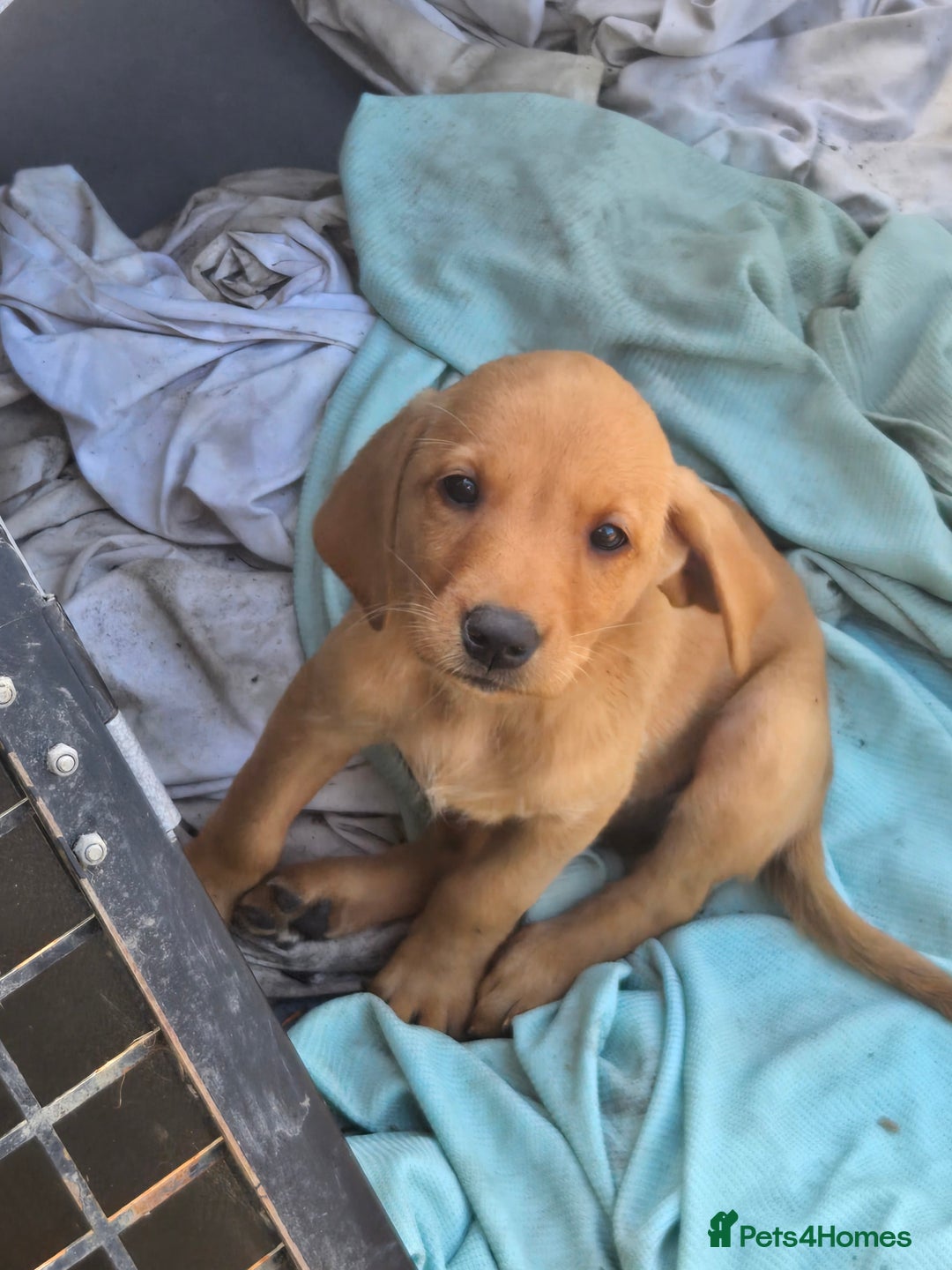 Labrador Retriever dogs for sale: Last Beautiful Fox Red KC Reg Lab Pups READY NOW - Image 14