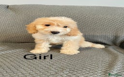 Cockapoo dogs for sale: Cockapoo Puppies F1  - Image 15
