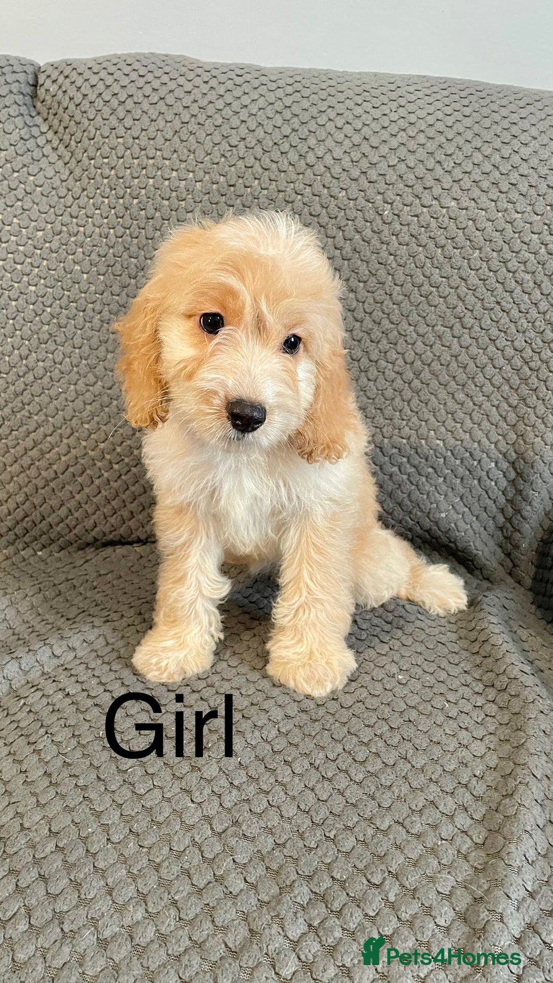 Cockapoo dogs for sale: Cockapoo Puppies F1  - Image 15