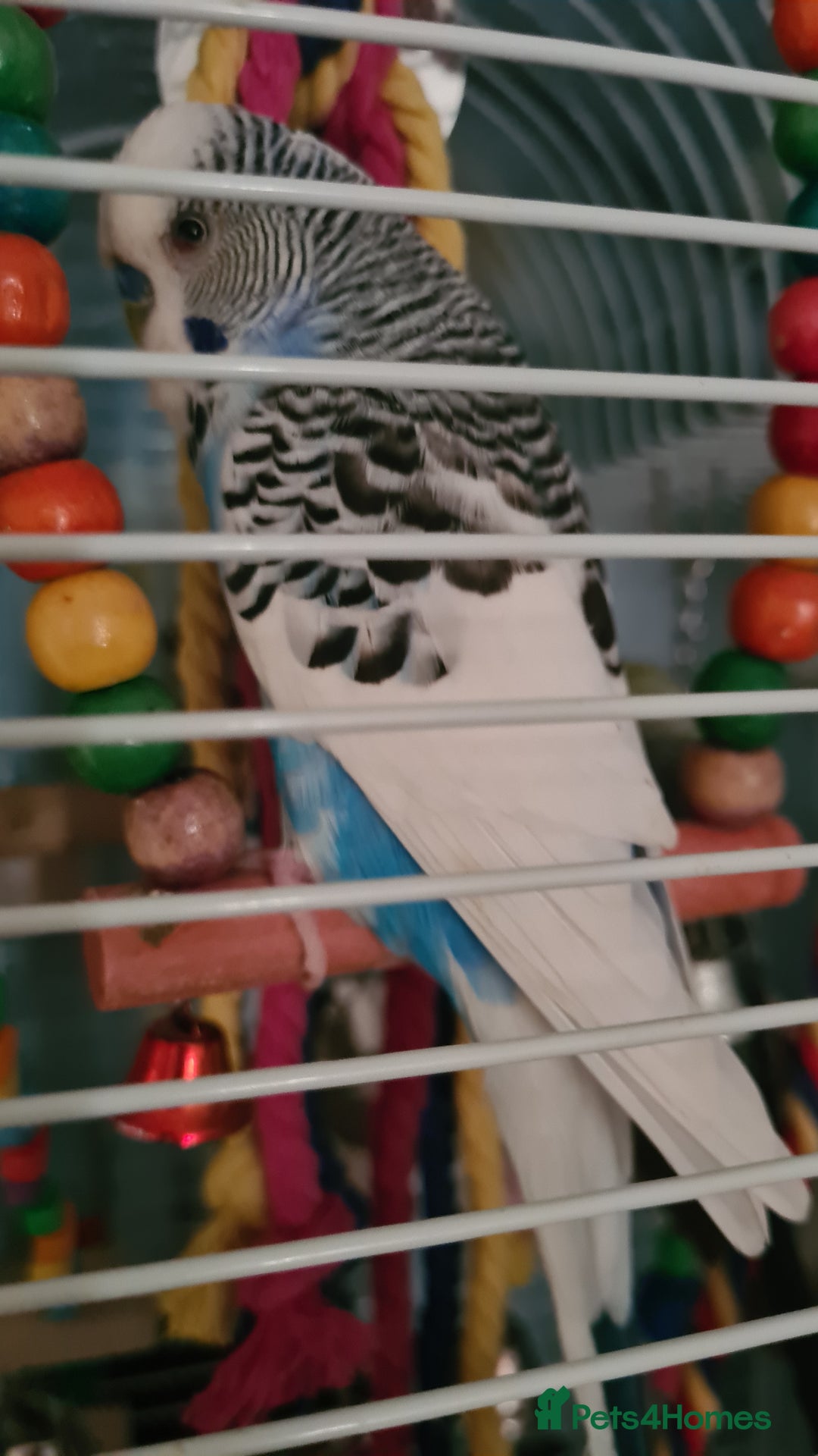 Budgerigars birds for sale: 3 budgies and 1 paralette  - Advert 9