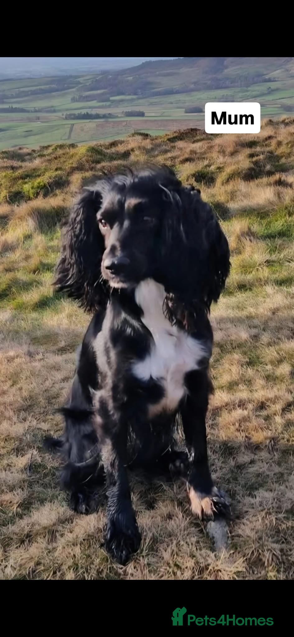 Cocker Spaniel dogs Working Cocker Spaniel Puppies - Advert 2