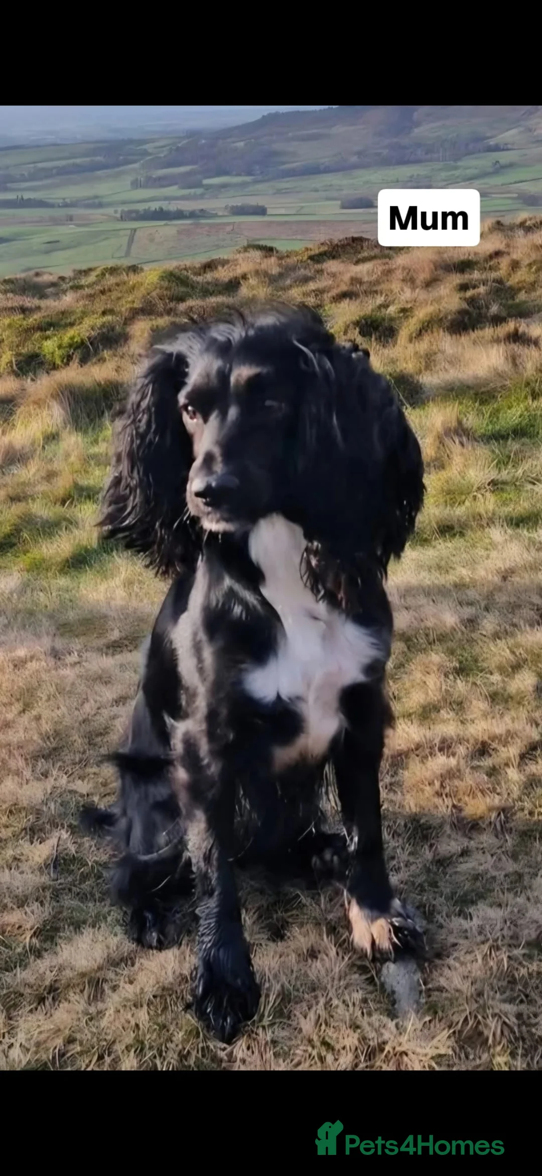 Cocker Spaniel dogs for sale: Working Cocker Spaniel Puppies in Preston - Advert 2