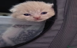 British Shorthair cats for sale: British shorthair kittens a rainbow of colours 😍 - Image 16