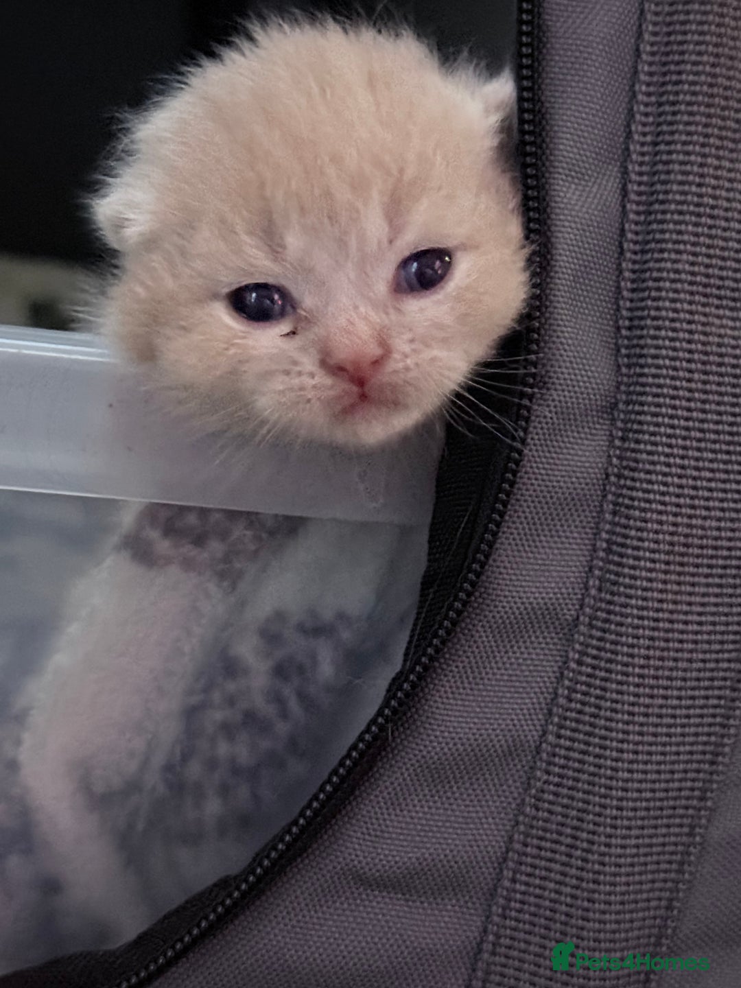 British Shorthair cats for sale: British shorthair kittens a rainbow of colours 😍 - Image 16