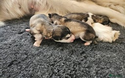 Alaskan Malamute dogs for sale: Alaskan Malamute puppies  - Image 3