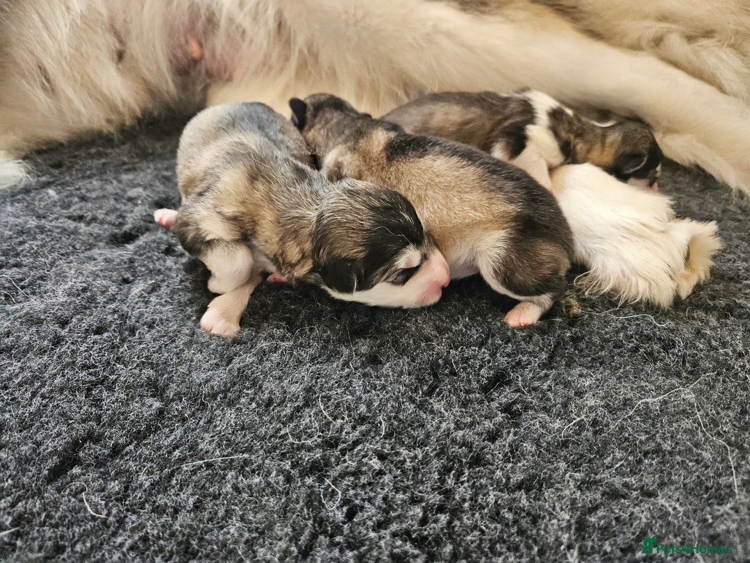 Alaskan Malamute dogs for sale: Alaskan Malamute puppies  - Image 3