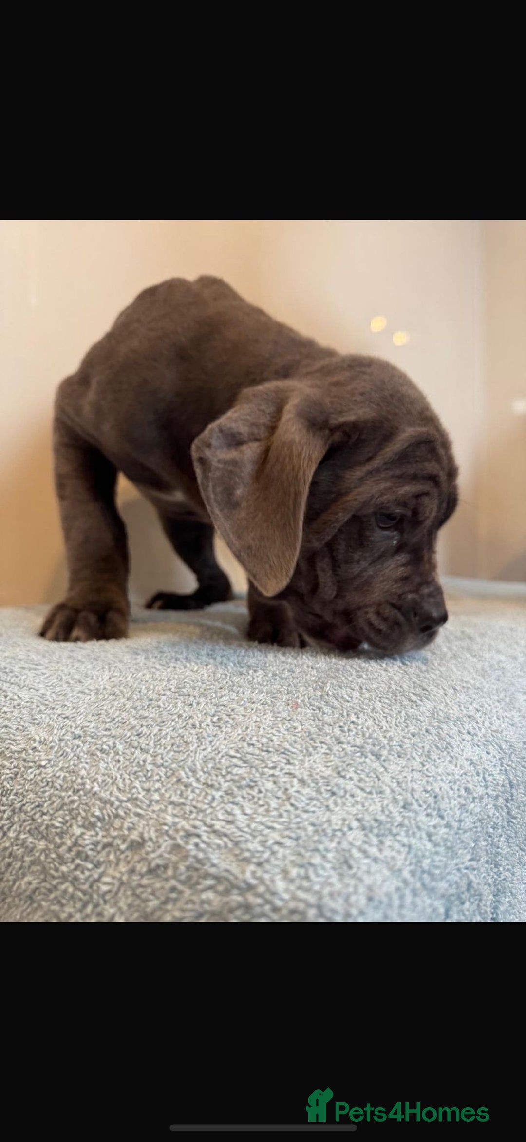 Cane Corso dogs for sale: Ready to leave - Advert 8