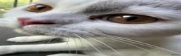 British Shorthair cats for sale: British shorthair kitten - Advert 5