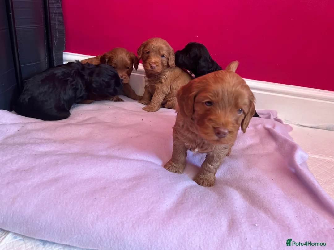 Cockapoo dogs for sale: F2 cockapoos  - Advert 1