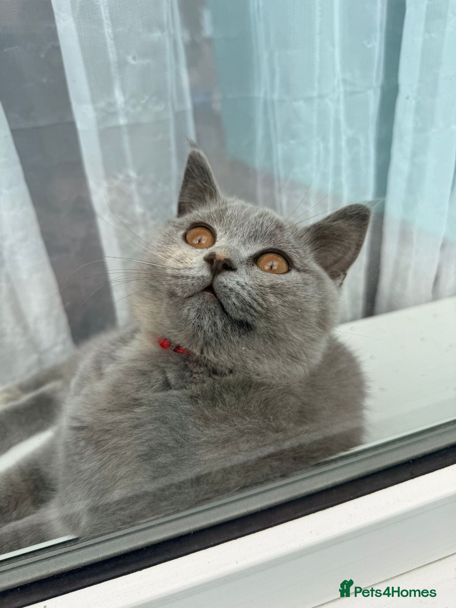 British Shorthair cats for sale: Beautiful litter of BSH kittens - 1 kitten left - Advert 2