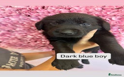Labrador Retriever dogs for sale: Last 3 boy Labrador puppies for sale  - Image 14