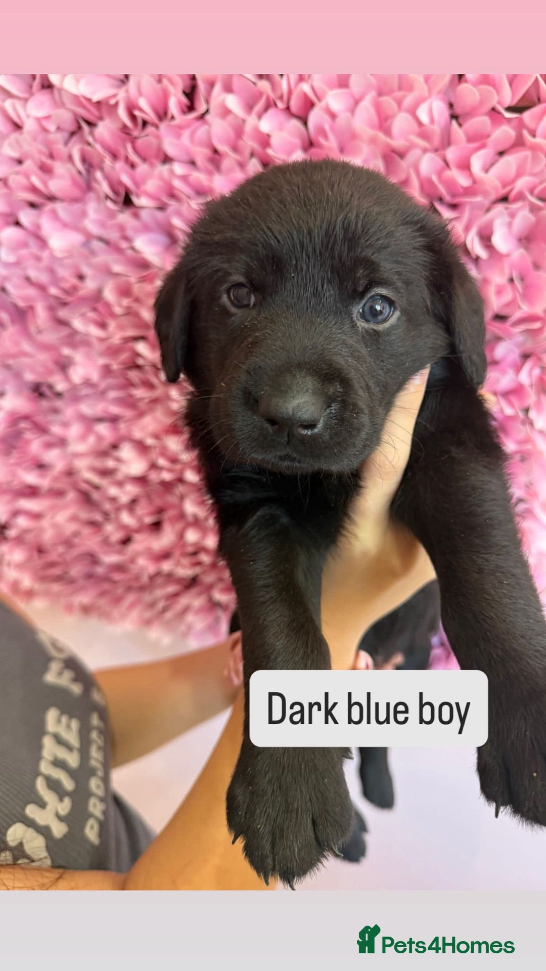 Labrador Retriever dogs for sale: Last 3 boy Labrador puppies for sale  - Image 14