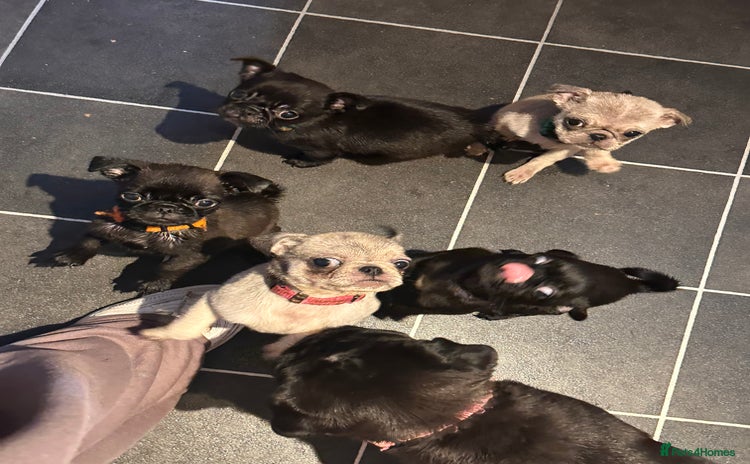 Pug dogs - Advert 2
