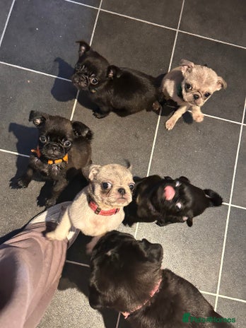 Pug dogs - Advert 2