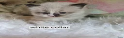 Ragdoll cats for sale: 3 beautiful fluffy ragdoll kittens - Advert 26