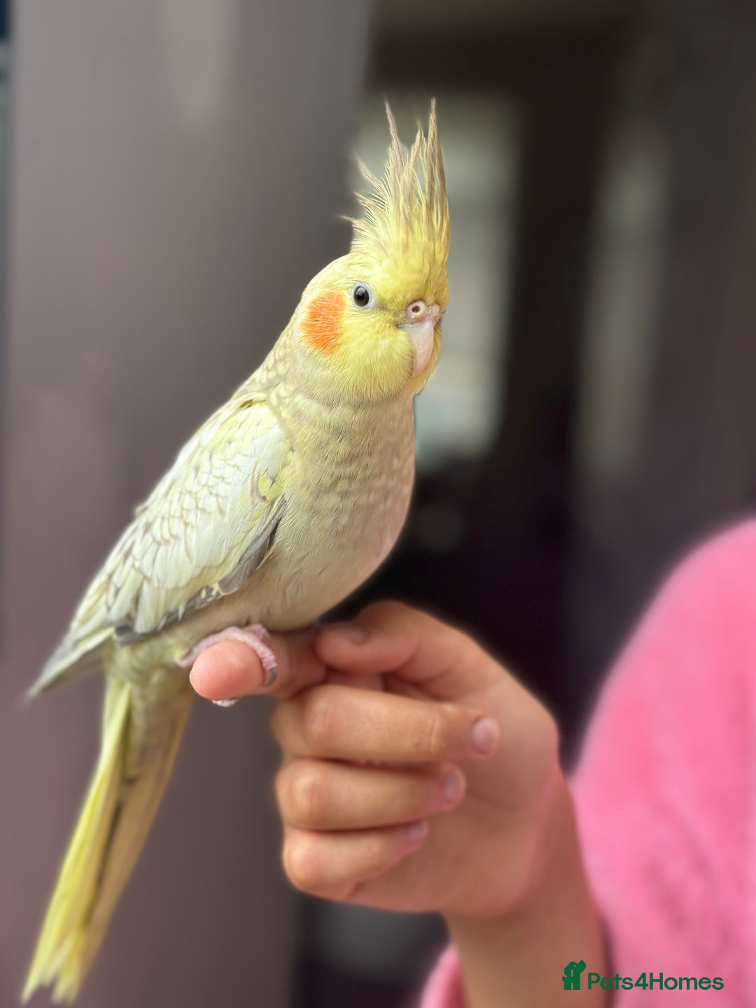 Cockatiels birds for sale: Hand tamed Cockatiel with cage and toys - Image 2