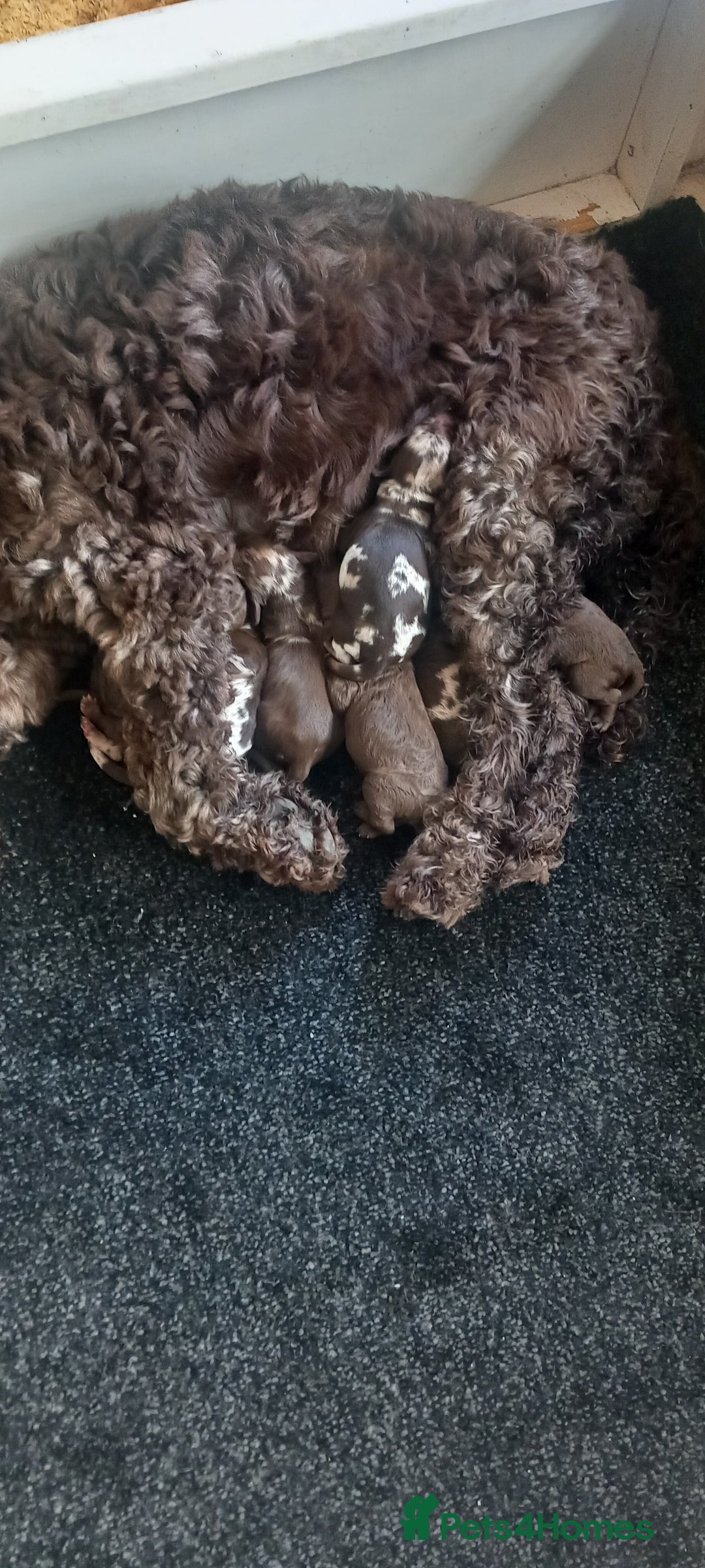 Cockapoo dogs for sale:  f1b chocolate and chocolate merle puppies  - Image 9