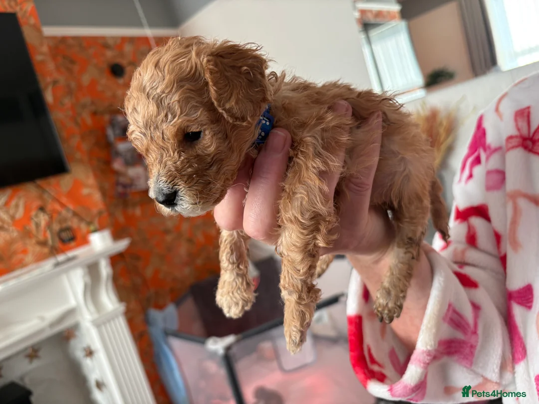 Cockapoo dogs for sale: Adorable Cockapoo puppies 🐶🐾 - Advert 3
