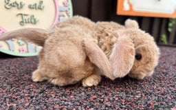Mini Lop rabbits for sale: Mini Plush Lops - Image 3