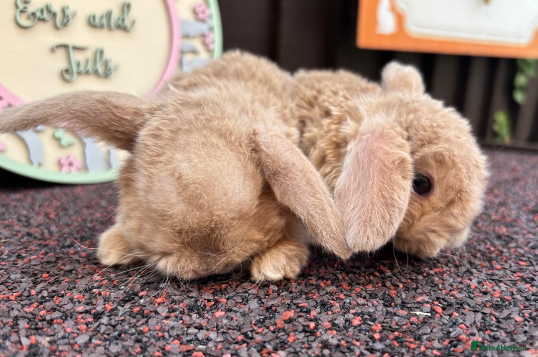 Mini Lop rabbits for sale: Mini Plush Lops - Image 3