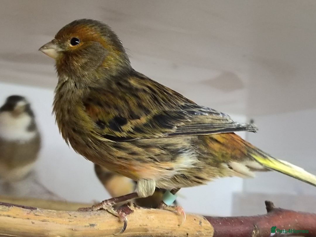 Canaries birds for sale: 5 beautiful 2025 canaries  - Advert 11