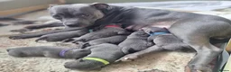 Staffordshire Bull Terrier dogs for sale: 8 Stunning staffie puppies  - Advert 4