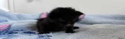 Mixed Breed cats for sale: 7 Long Haired Black Kittens - Advert 16