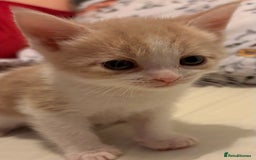 Domestic Shorthair cats for sale: 2 Beautiful kittens of a litter of 4 - Image 5